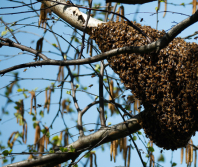 The great bee hug and the power of supportive communities
