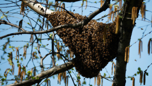 The great bee hug and the power of supportive communities