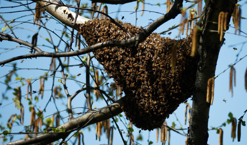 The great bee hug and the power of supportive communities