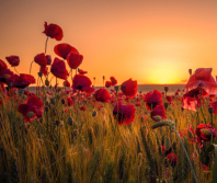 Don't let the tall poppy syndrome ruin your experience of the Kingdom of God