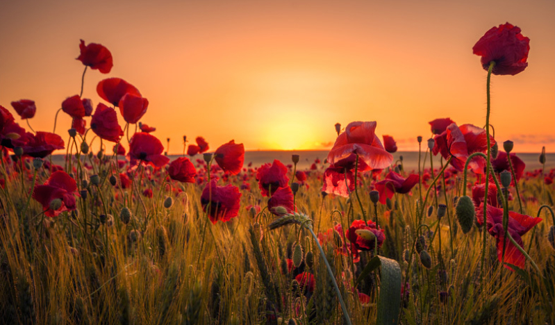 Don't let the tall poppy syndrome ruin your experience of the Kingdom of God