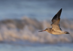 A broader view on migration to encourage Christian action