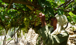 Nazareth Village brings Bible to life in Jesus’ hometown, looks ahead to expansion