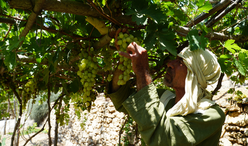 Nazareth Village brings Bible to life in Jesus’ hometown, looks ahead to expansion