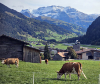 Farmers’ church in Switzerland adapts worship to agricultural life