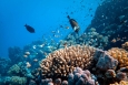 Scientists find far more climate-resilient coral reefs than previously thought
