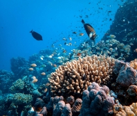 Scientists find far more climate-resilient coral reefs than previously thought