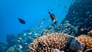 Scientists find far more climate-resilient coral reefs than previously thought