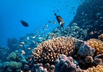 Scientists find far more climate-resilient coral reefs than previously thought