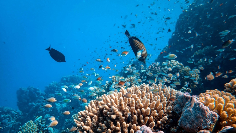 Scientists find far more climate-resilient coral reefs than previously thought