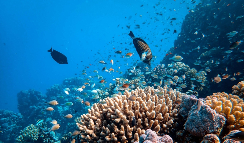 Scientists find far more climate-resilient coral reefs than previously thought
