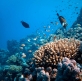 Scientists find far more climate-resilient coral reefs than previously thought