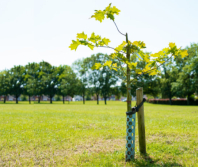 If you want deep roots and maturity, plant the tree today