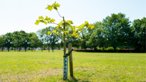 If you want deep roots and maturity, plant the tree today