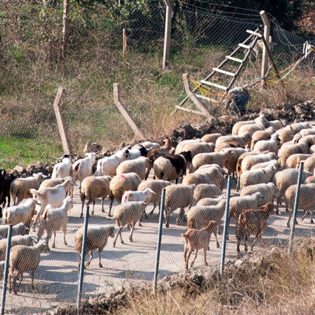 The moral responsibility of the sheep when shepherds fail