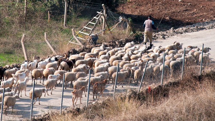 The moral responsibility of the sheep when shepherds fail